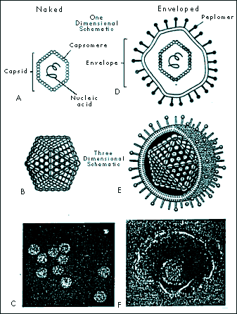 Virus - Wikipedia, the free encyclopedia