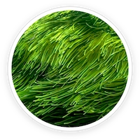 Spirulina